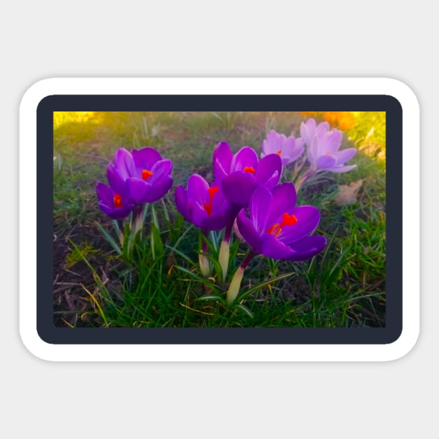 Blue Violet Crocus Flowers Magic Garden Sticker by colorful444